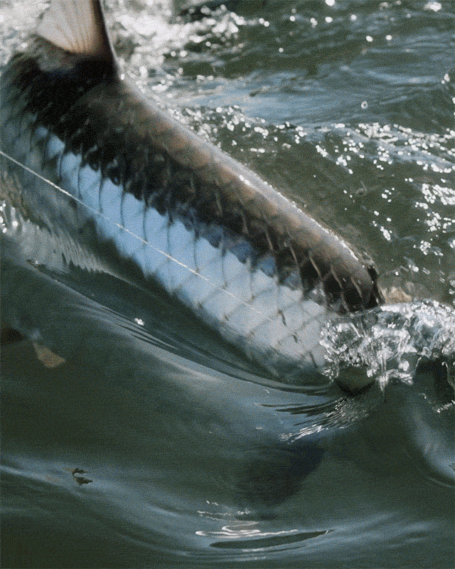 GIF of anglers on the water